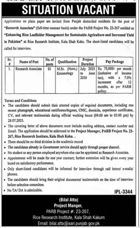Research Associate Job at Rice Research Institute Kala Shah Kaku 2025 Advertisement